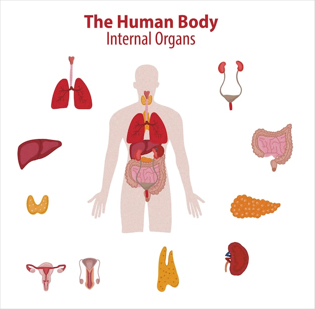 Vecteur organes internes humains. croquis de vecteur illustration isolée. ensemble de symboles d'anatomie doodle dessinés à la main