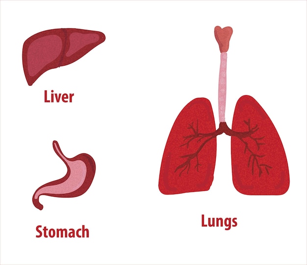 Organes Internes Humains. Croquis De Vecteur Illustration Isolée. Ensemble De Symboles D'anatomie Doodle Dessinés à La Main