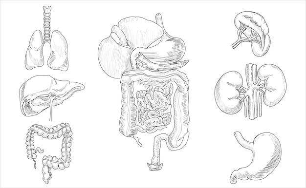 Vecteur organes internes humains. croquis vectoriel illustration isolée poumons, foie, rein, coeur