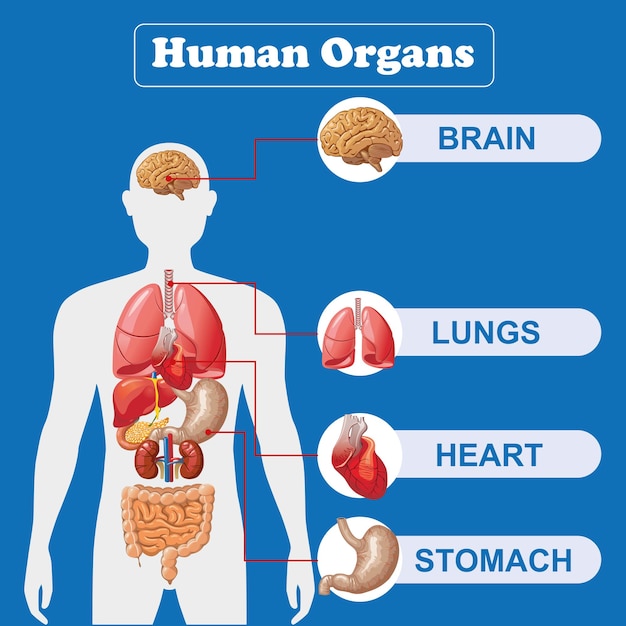 Organes internes humains infographie anatomie corps cerveau et rein foie et poumon estomac et coeur