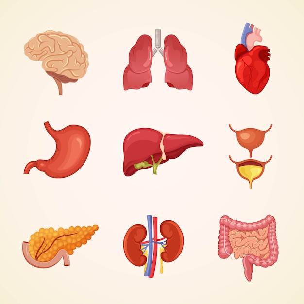 Vecteur organes internes humains