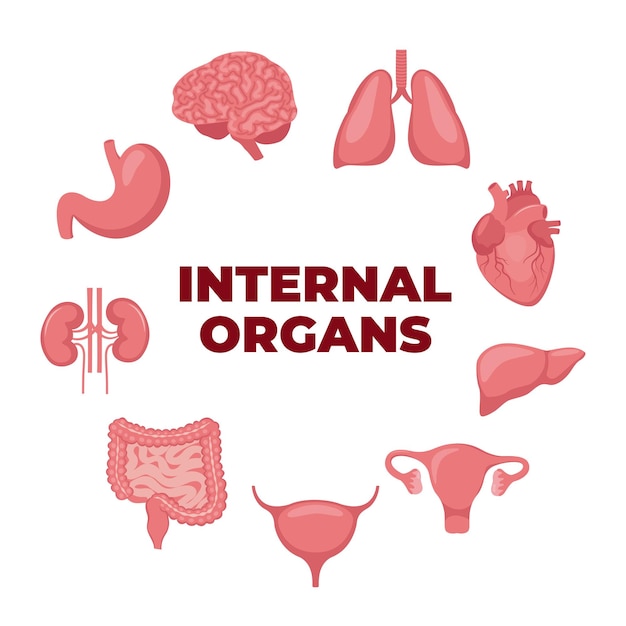 Les organes internes sont les suivants: cœur, cerveau, poumons, foie, estomac, intestins, vessie, reins, utérus.