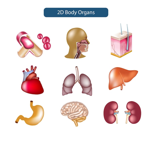 Vecteur organs du corps