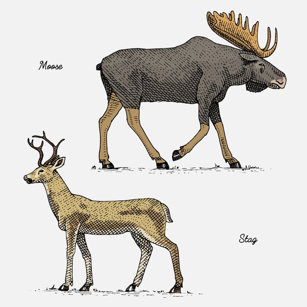 Vecteur orignal ou wapiti eurasien et cerf ou cerf, dessinés à la main, animaux sauvages gravés dans un style vintage ou rétro, ensemble de zoologie