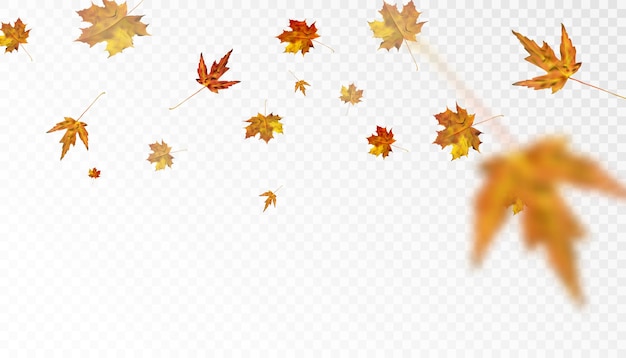 Vecteur ornement feuillu coloré d'automne avec des feuilles d'érable jaune orange sur un fond transparent
