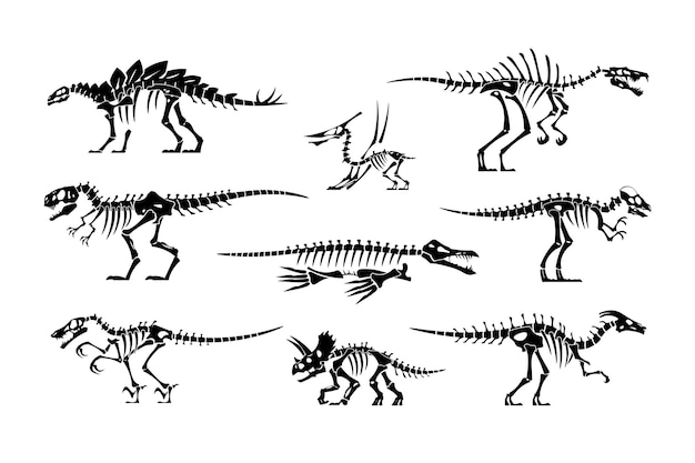 Os de dinosaure noir squelette de dino et silhouettes de crâne ancien fossile d'animal préhistorique jurassique tyrannosaure et stégosaure paléontologie lézard maquette isolée vecteur ensemble de reptiles éteints