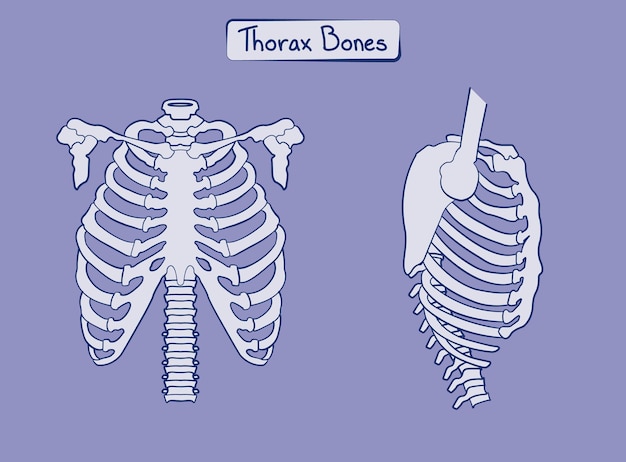 Vecteur os du thorax