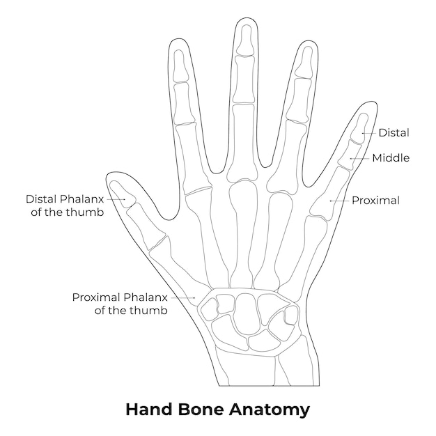 L'os De La Main Vecteur D'art Linéaire De L'anatomie Illustration