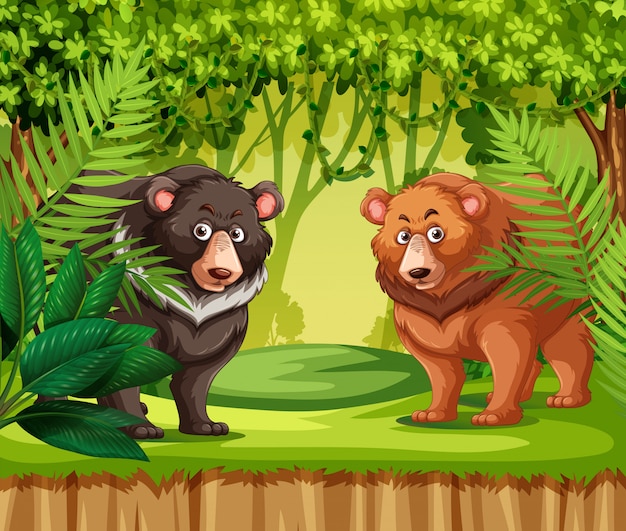 Des Ours Dans La Jungle