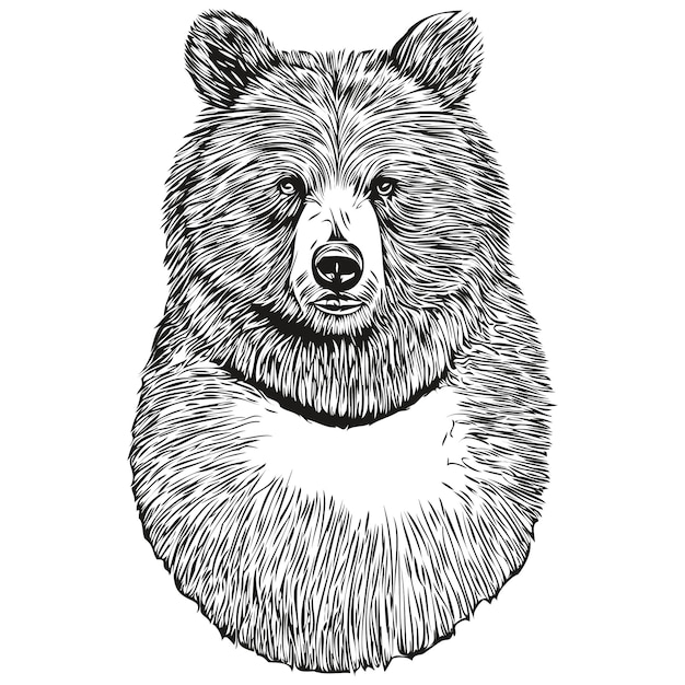 Ours portrait graphique fragmentaire d'un ours sur fond blanc bruin