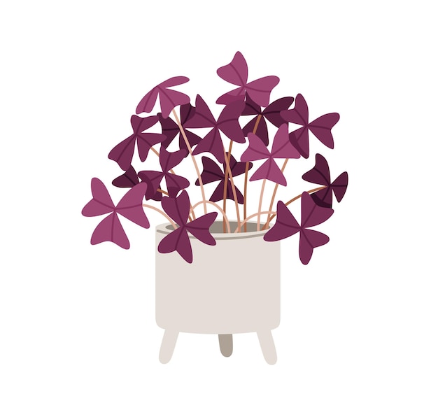Vecteur oxalis triangularis, plante d'intérieur en pot. oseille des bois rose poussant dans un semoir. plante d'intérieur à triple feuille. faux trèfle dans un pot de fleurs à la maison. illustration vectorielle plane isolée sur fond blanc