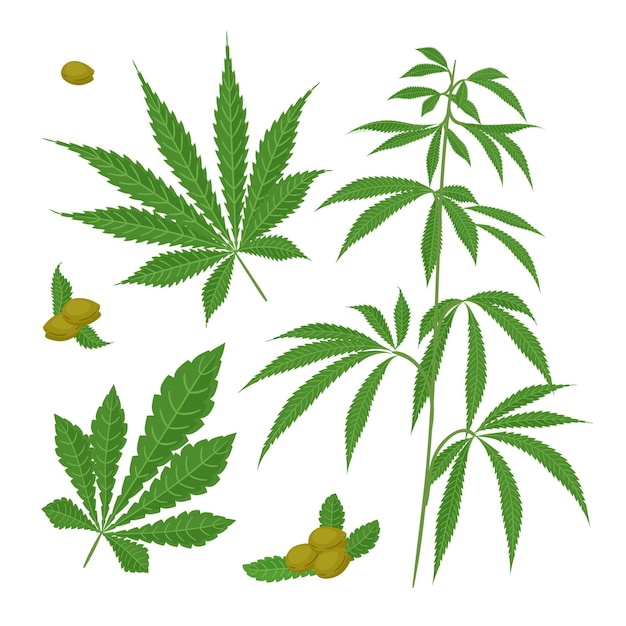 Pack de feuilles de cannabis botanique