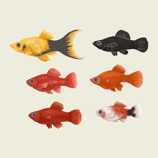 Pack D'illustration De Poisson Platy