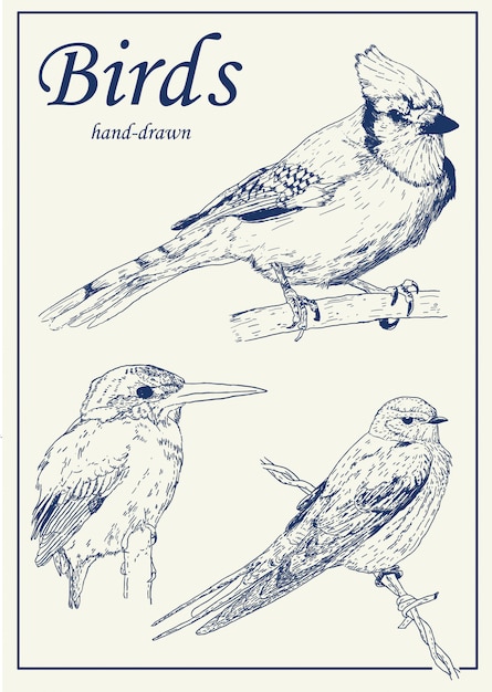 Pack D'oiseaux Dessinés à La Main