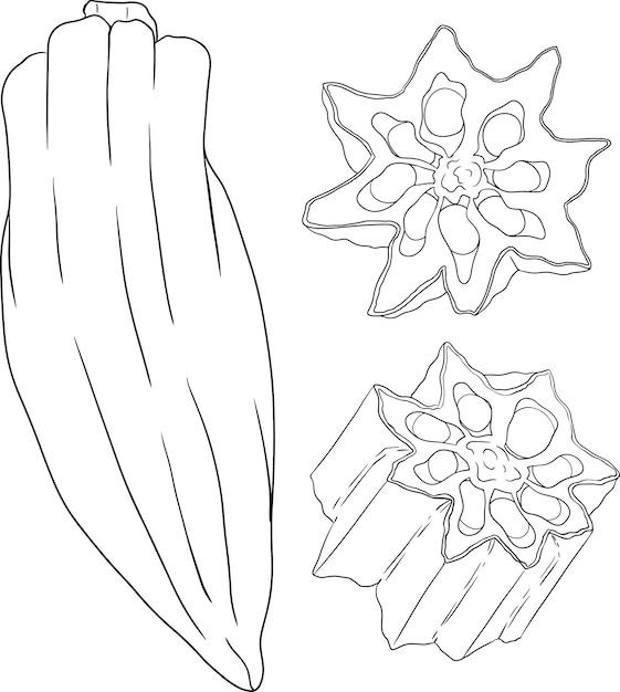 Des Pages à Colorier De Plantes De Okra Dessinées à La Main Abelmoschus Esculentus Vector De Nourriture écologique Et Saine