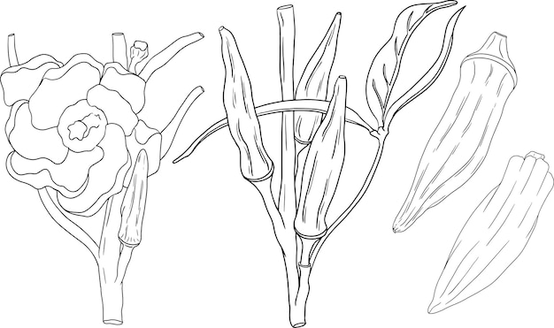 Vecteur des pages à colorier de plantes de okra dessinées à la main abelmoschus esculentus vector de nourriture écologique et saine