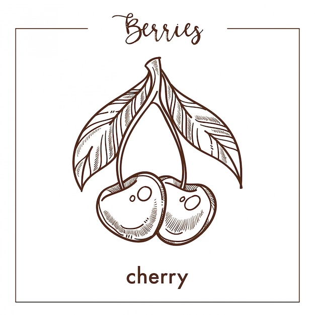 Paire De Cerises Avec Croquis Sépia De Baies Monochromes