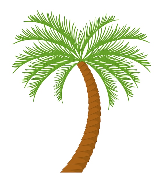 Palm Tree Tropical Nature Summer Plante Icône