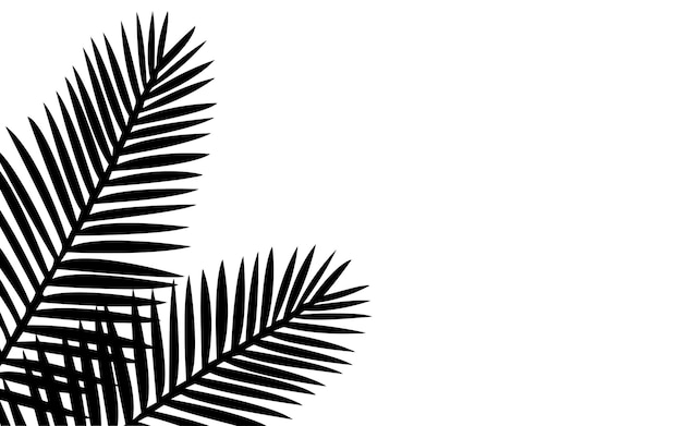 Vecteur palmier feuilles silhouette vecteur isolé sur blanc vacances et nature concept palmier ombre