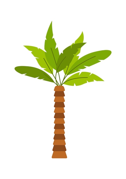 palmier, plante tropicale, vecteur, illustration