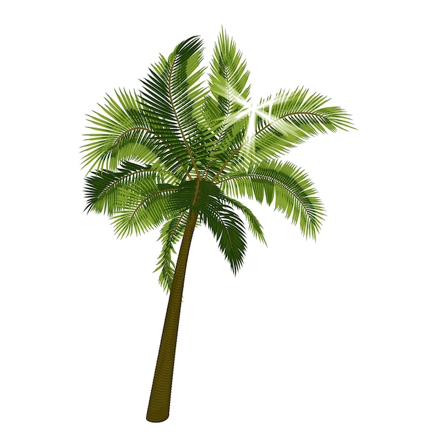 Vecteur palmier avec rayons du soleil à travers le feuillage illustration vectorielle du palmier avec soleil éclatant