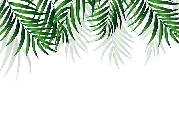 Vecteur palmier vert naturel tropical. illustration