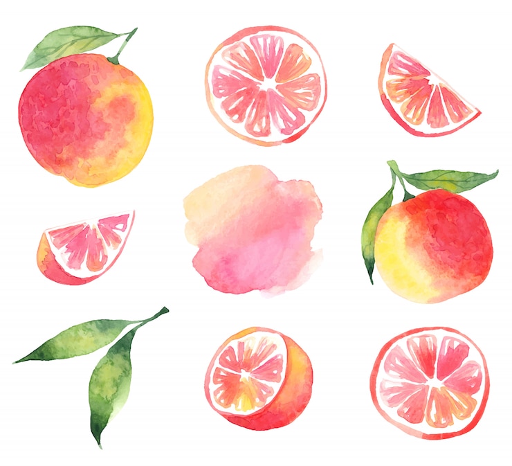 Vecteur pamplemousse aquarelle. ensemble de pamplemousse des éléments, tranches, anneaux et taches d'aquarelle