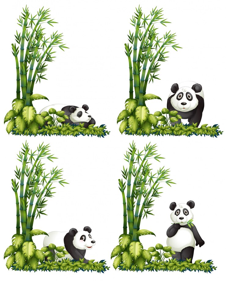 Vecteur le panda et le bambou