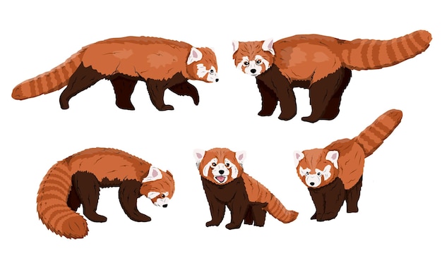 Vecteur le panda roux ailurus fulgens définit le petit panda le ours rouge et l'ours chat rouge