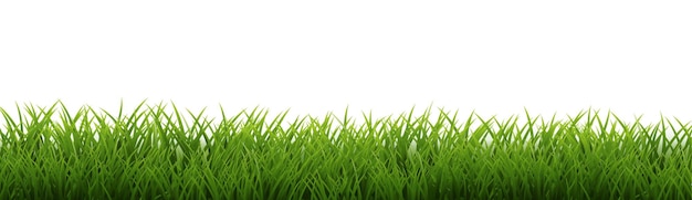 Panorama de l'herbe verte isolé en blanc