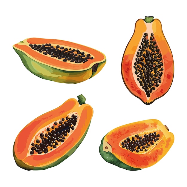 Papaya à l'aquarelle