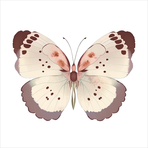 Papillon Aquarelle Crème