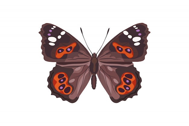 Papillon. Un Bel Insecte.