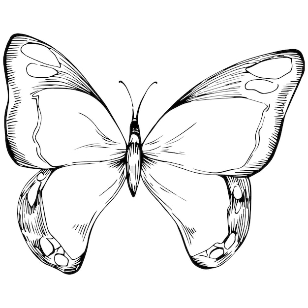 Vecteur papillon, croquis, insectes, dessin, illustration