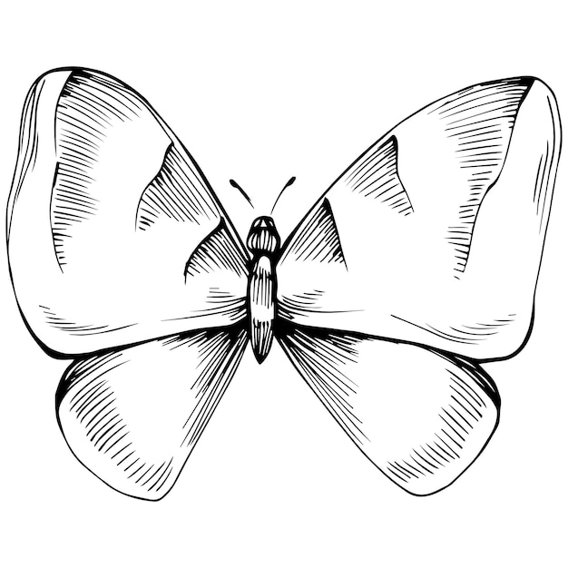 Vecteur papillon, croquis, insectes, dessin, illustration