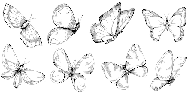 Papillon, Croquis, Insectes, Dessin, Illustration