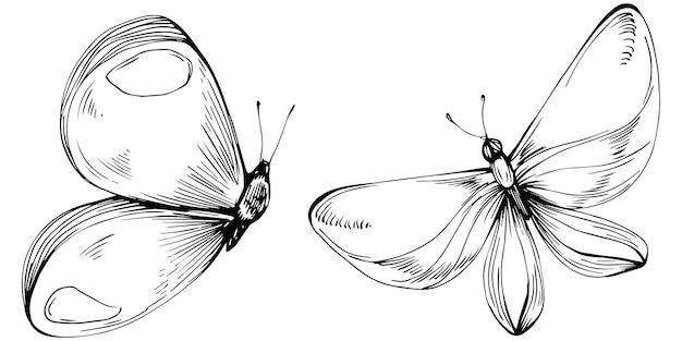 Papillon, Croquis, Insectes, Dessin, Illustration