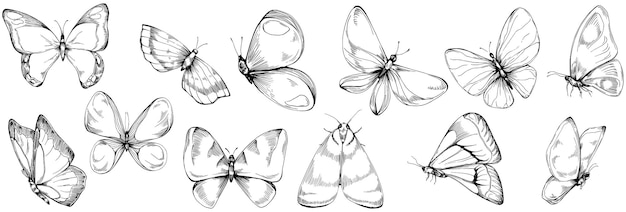 Papillon, Croquis, Insectes, Dessin, Illustration