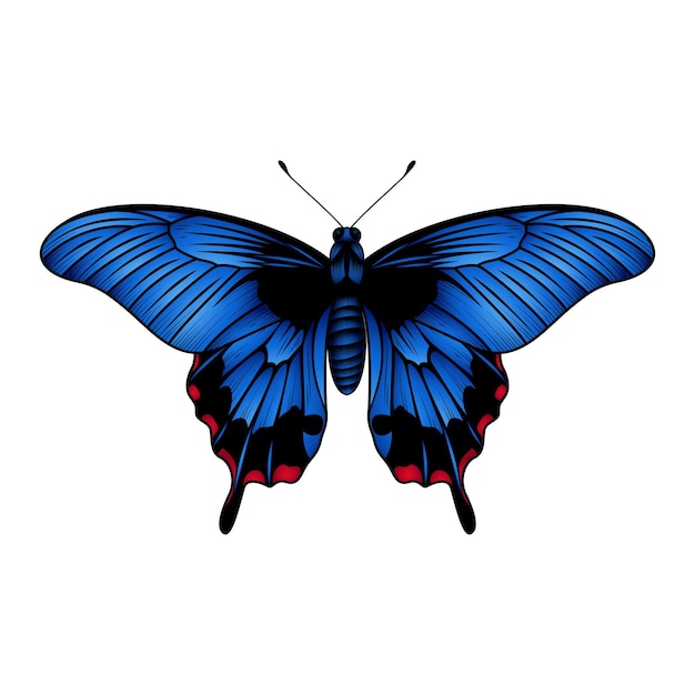 Vecteur papillon machaon bleu papillon bleu illustration vectorielle papillon morpho bleu