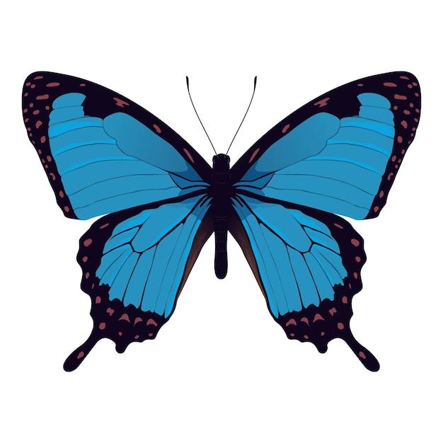 Papillon Morpho bleu - Illustration vectorielle de bel insecte