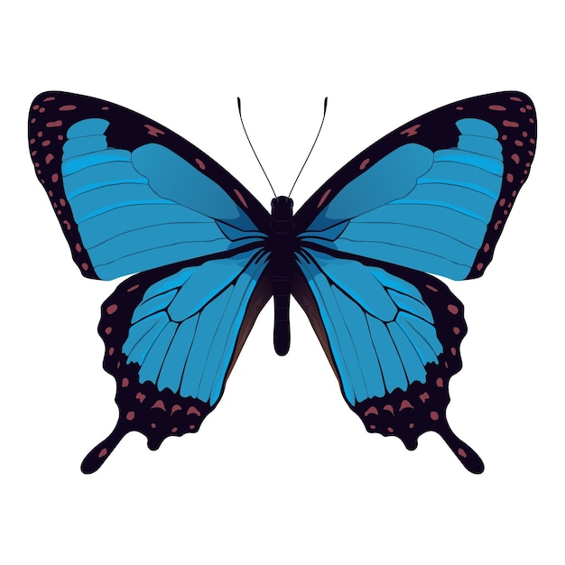 Vecteur papillon morpho bleu - illustration vectorielle de bel insecte