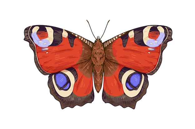 Vecteur papillon paon, espèce de papillon de nuit avec des taches colorées sur les ailes. aglais io insecte dans un style vintage détaillé. dessin rétro réaliste. illustration vectorielle dessinée à la main isolée sur fond blanc