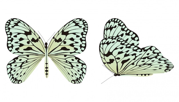 Papillon En Papier De Riz Ou Illustration Vectorielle De Nymphe De Grand Arbre