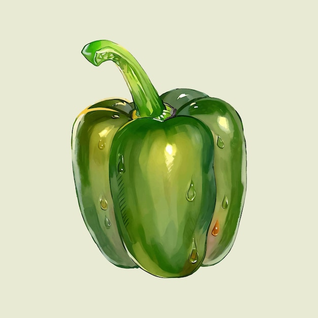 Vecteur paprika vert vecteur de couleur de l'eau