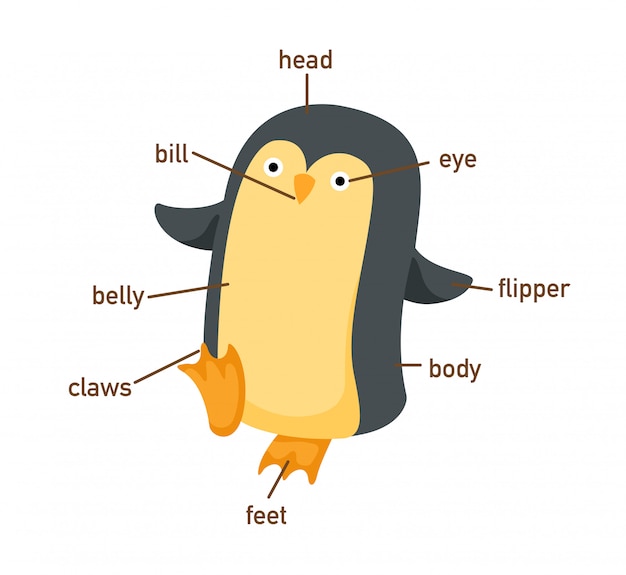 Partie Du Vocabulaire De Pingouin De Body.vector