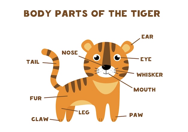 Parties Du Corps Du Tigre Anatomie Des Animaux En Anglais Pour Les Enfants Apprendre Les Mots Vecteur Premium