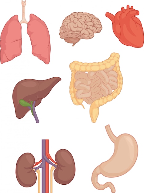 Vecteur parties du corps humain - cerveau, poumon, cœur, foie, intestins