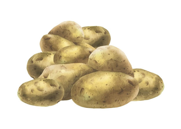 Patates blanches dans des peaux brunes un tas de tubercules entiers Illustration à l'aquarelle dessinée à la main sur le thème de la récolte cuisson emballage alimentaire conception de magasin de légumes Composition isolée de l'arrière-plan
