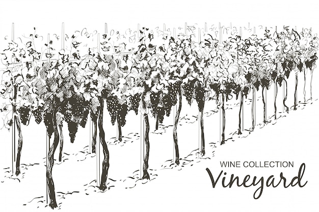 Vecteur paysage de collines de vigne. illustration de croquis de ligne vectorielle