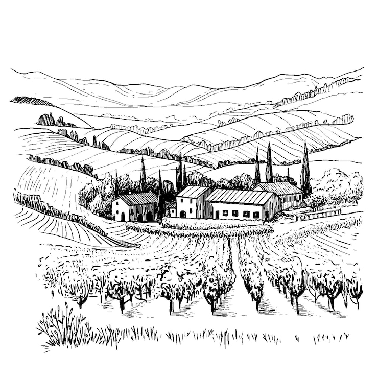 Vecteur paysage de rangées de vignes et de vignobles de ferme dans le style graphique illustration vectorielle parfait pour l'emballage du logo du vin